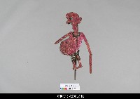 藏品(泰國小檯皮影戲偶)的圖片